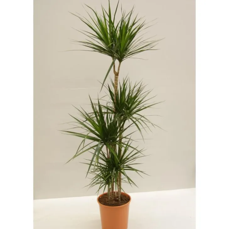 4 pieds de dracaena marginata en pot Ø 27 cm