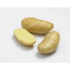 25 plants de pommes de terre delikatesse bio calibre 25 à 32