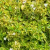 Abelia Gamme Générale. Le pot de 4 litres