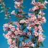 Abélia Grandiflora Edward Goucher rose. Le pot de 7 litres
