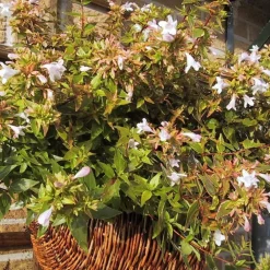 Abélia Grandiflora Happy Daydream rose. Le pot de 4 litres