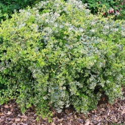 Abélia Grandiflora Hopleys blanc. Le pot de 4 litres