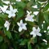Abélia Grandiflora. Le pot de 7,5 litres