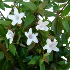 Abélia Grandiflora touffe. Le pot de 7,5 litres