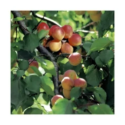 Abricotier Rouge Du Roussillon. Le pot de 12 litres, forme gobelet