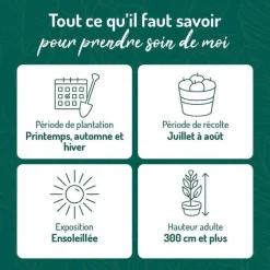 Abricotier Rustique Des Pyrenees ® Bourqui Bio. Le pot de 12 litres forme gobelet