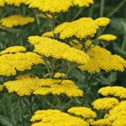 Achillee Filipendula jaune - Le pot de 9 x 9 cm