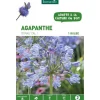Agapanthe Donau - bleu - 1 bulbe