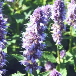 Agastache - Le pot de 10,5 cm