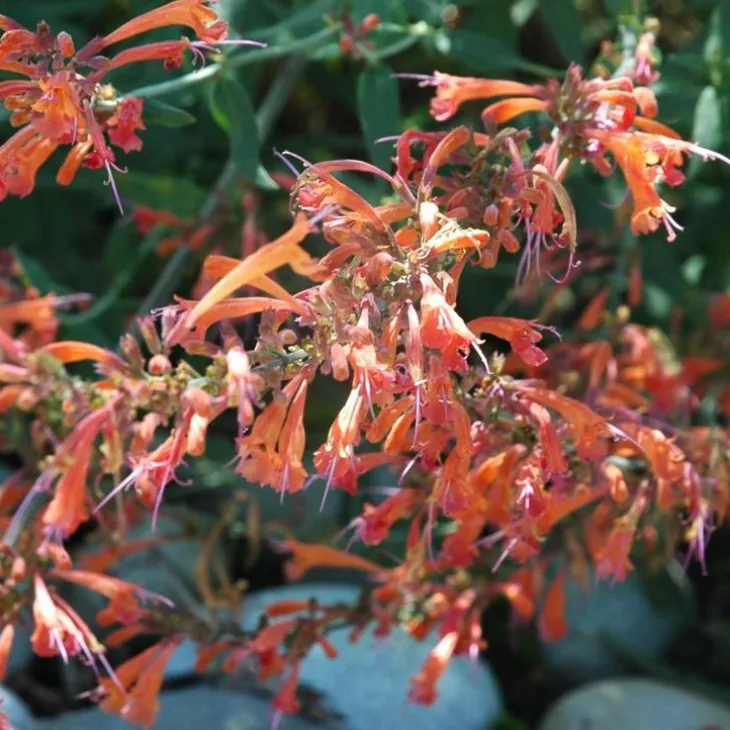 Agastache Kudos Coral - Le pot de 12 cm