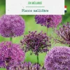 Allium en mélange - 3 bulbes