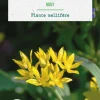 Allium moly botanic® - 25 bulbes
