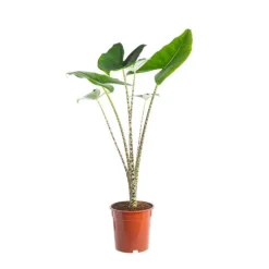 Alocasia Zebrina pot Ø17xH65 cm