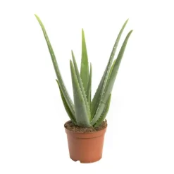 Aloe vera bio en pot Ø 14 cm