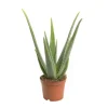 Aloe vera bio en pot H 50 x Ø 17 cm