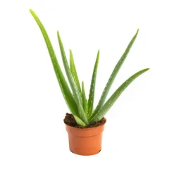 Aloe vera en pot H 30 x Ø 10,5 cm