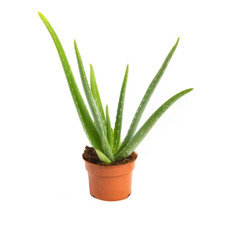Aloe vera en pot H 30 x Ø 10,5 cm