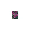 Althéa Russian (Hibiscus Syriacus) violet. Le pot de 4 litres