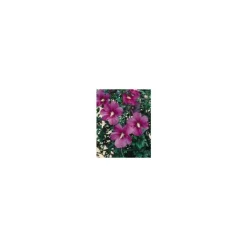 Althéa Russian (Hibiscus Syriacus) violet. Le pot de 4 litres