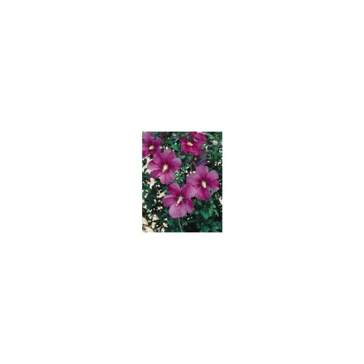 Althéa Russian (Hibiscus Syriacus) violet. Le pot de 4 litres
