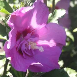 Althéa varié (Hibiscus) 50/60. Le pot de 4 litres