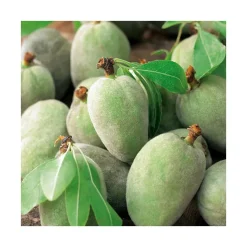 Amandier Princesse Bio. Le pot de 15 litres forme 1/2 tige