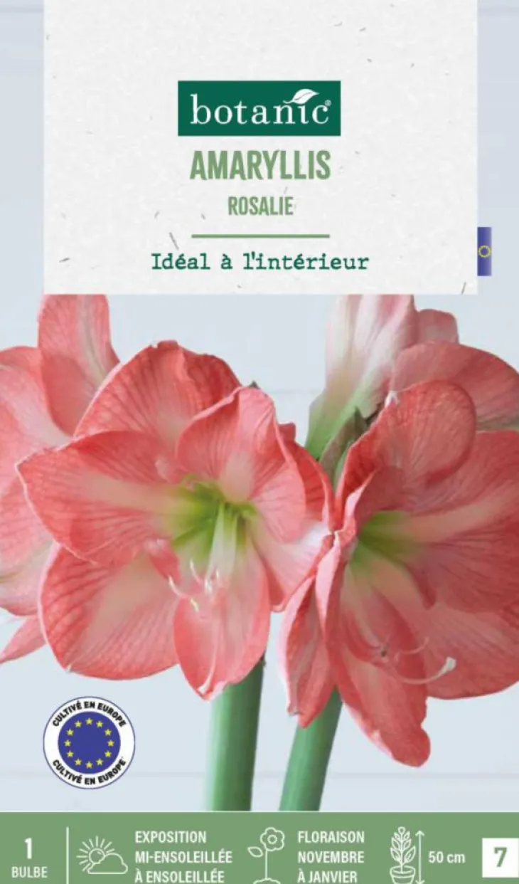 Amaryllis intérieur Rosalie botanic® - 1 bulbe