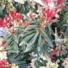 Andromède du Japon Flaming Silver 40/50. Le pot de 6 litres