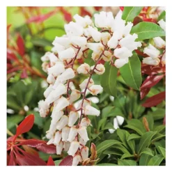 Andromède Japonica Mountain Fire - pot 15 L