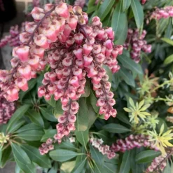 Andromède (Pieris Japonica) Valley Valentine rose. Le pot de 2 litres