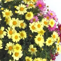 Anthémis (Fausse Camomille ou Camomille des teinturiers) à fleurs multicolores - Le pot de 3 litres