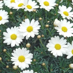 Anthémis (Fausse Camomille ou Camomille des teinturiers) à fleurs multicolores - La barquette de 6 plants