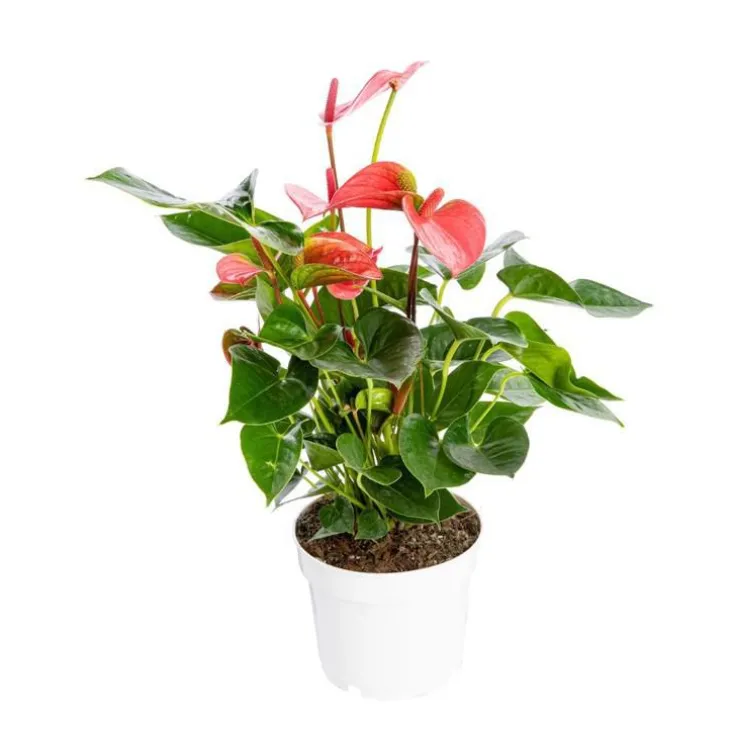 Anthurium Pink Champion pot Ø17 cm/ H55 cm