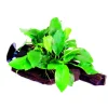 Anubias nana sur racine à ventouse