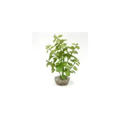 Arbre lentille vert en plastique petit modèle 10 cm