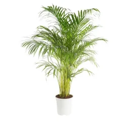 Areca. Le pot de 24 cm