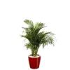 Areca lutescens et son pot Classico premium Ø 35 rouge