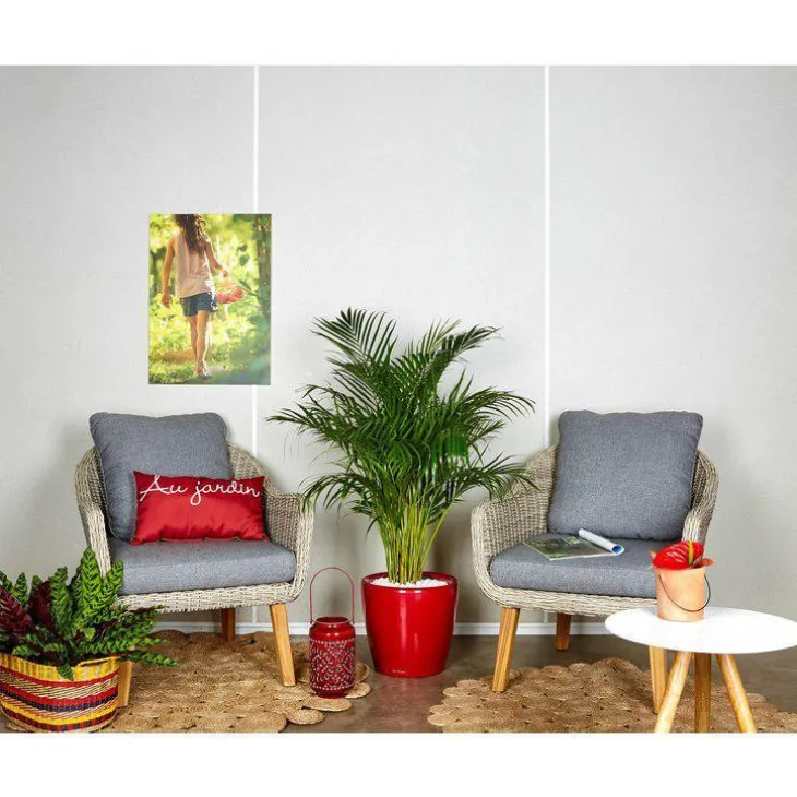 Areca lutescens et son pot Classico premium Ø 35 rouge