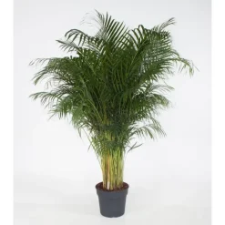 Areca Lutescens pot Ø34 cm/ H200 cm