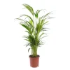 Areca pot Ø19 cm