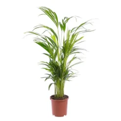 Areca pot Ø19 cm