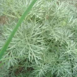 Artemisia Powis Castle - Le pot de 2 litres