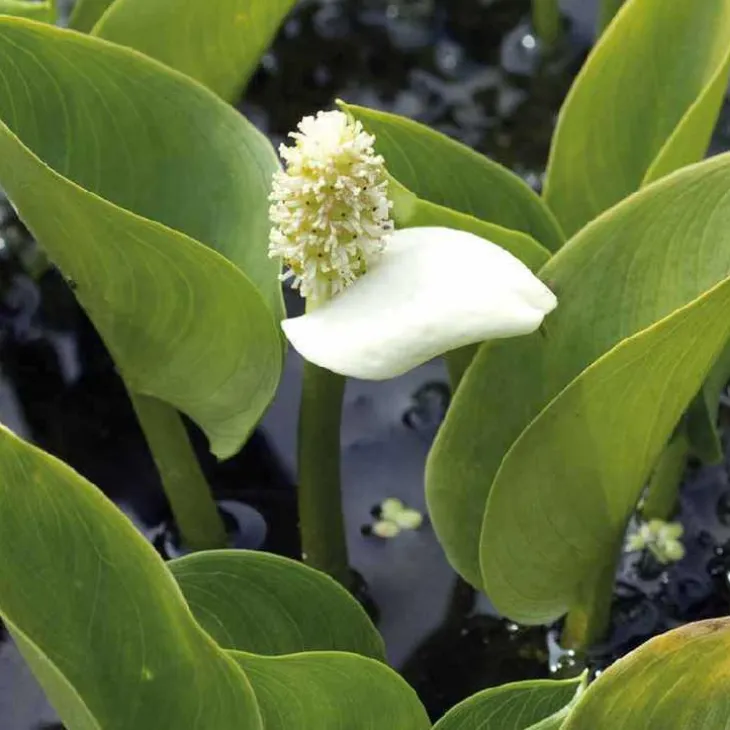 Arum des marais godet 9x9 cm