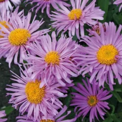 Aster des Alpes rose - Le pot de 9 x 9 cm