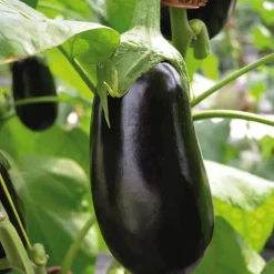 Aubergine Demi Longue Flavine Bio. La barquette de 3 plants