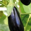 Aubergine Longue Baluroi F1 Bio. La barquette de 3 plants