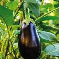 Aubergine Ronde Bonica Bio. Le pot de 10,5 cm