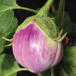 Aubergine Rosa Bianca Bio. Le pot de 9x9 cm