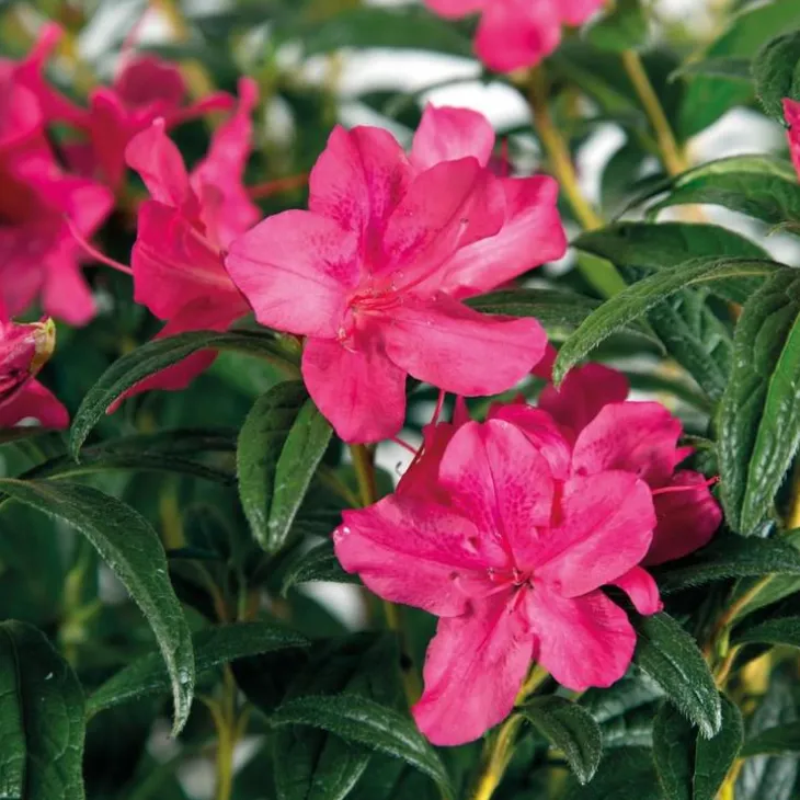 Azalée (Azalea) Encore Jewel violette. Le pot de 4 litres