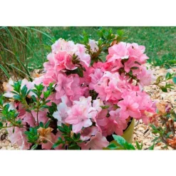Azalée (Azalea) Encore. Le pot de 4 litres